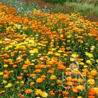 Ringelblume gelb orange RS Ringelblume gelb orange RS