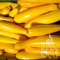 Zucchini Gold Rush RS