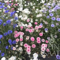 Kornblume Bunte Mischung RS Kornblume Bunte Mischung RS
