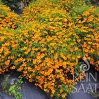 Tagetes Gewuerz RS Tagetes Gewuerz RS