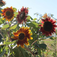 © Culinaris Rote Sonnenblume © Culinaris Rote Sonnenblume