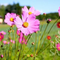 © ReinSaat Cosmea mix © ReinSaat Cosmea mix