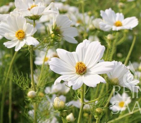 Essbare Blüten Topfpflanzen