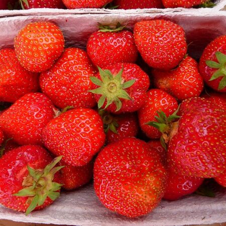 Erdbeere "Senga Sengana"