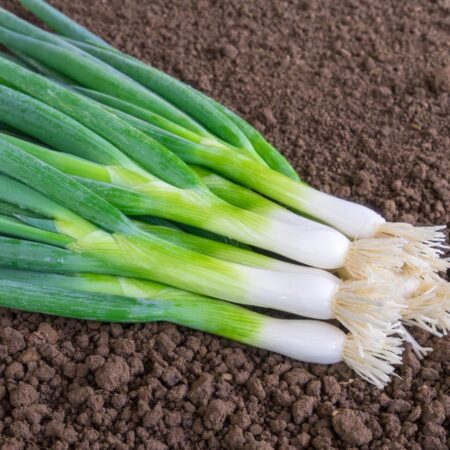 Jungzwiebel "Ischikrona"