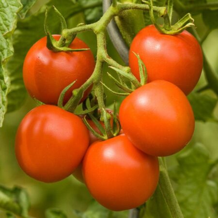 Paradeiser "Dorenia"