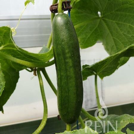 Snack-Gurke "Beth Alpha"