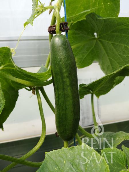 Snack-Gurke "Beth Alpha"