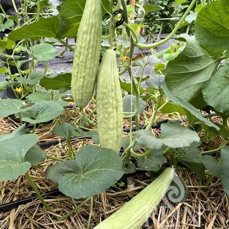 Gurke "Tortarello Abruzzese"