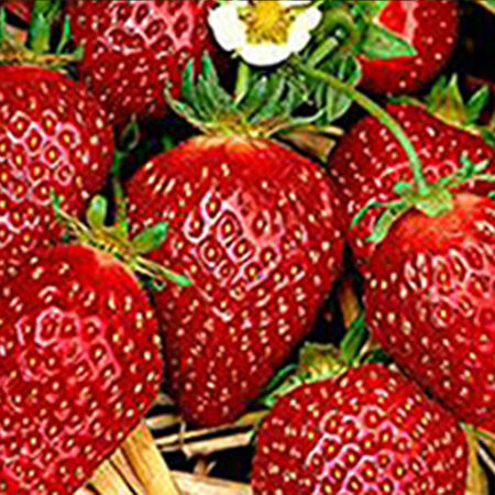 Erdbeere "Korona"