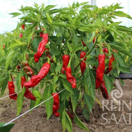 Milde Chili "Shishito"