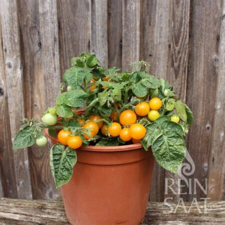 Zwergtomate "Venus"