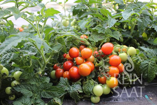 Cherrytomate "Tomfall"