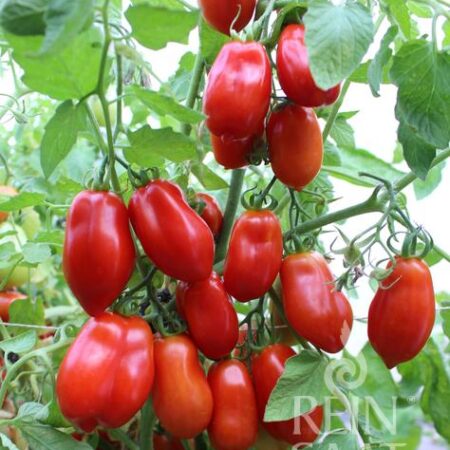 Paradeiser "San Marzano nano"