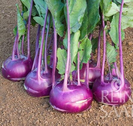 Kohlrabi "Azur Star"