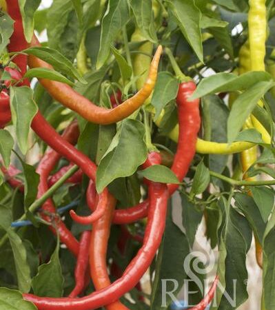 Pfefferoni "Milder Spiral"