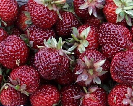 Erdbeere "Mieze Schindler"