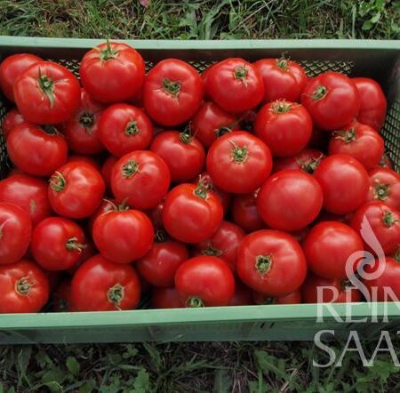 Paradeiser "St. Pierre"