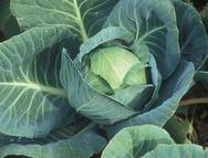 Weißkraut Premstättner Schnitt