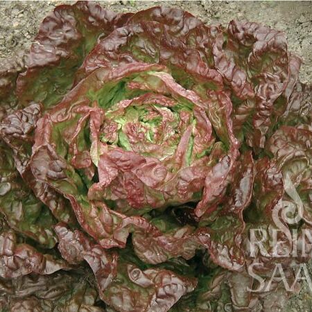 Salat Merveille des quatre saisons