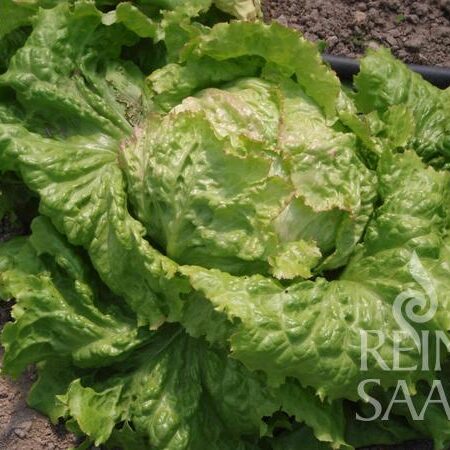 Salat Grazer Krauthäuptel