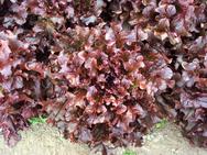 Salat Red Salad Bowl