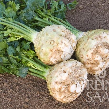 Knollensellerie Monarch