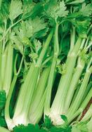 Stangensellerie Tall Utah